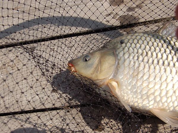 Изображение Карп на мотыля с опарышем