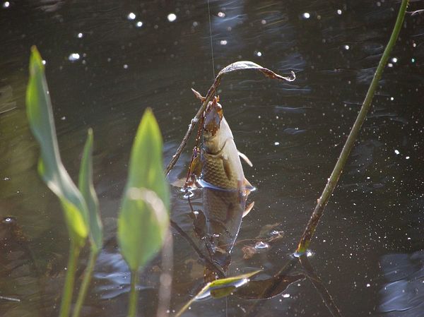 Изображение Карась на опарыша