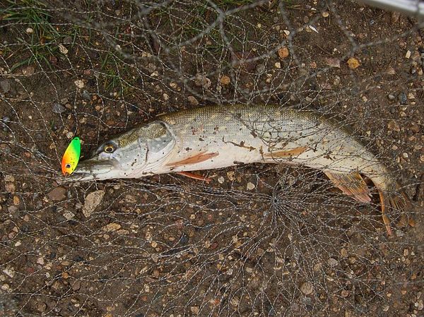 Изображение Щука на колебалку