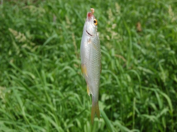 Изображение Плотва на мотыля с опарышем