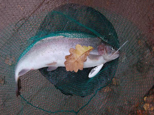 Изображение Форель на воблер