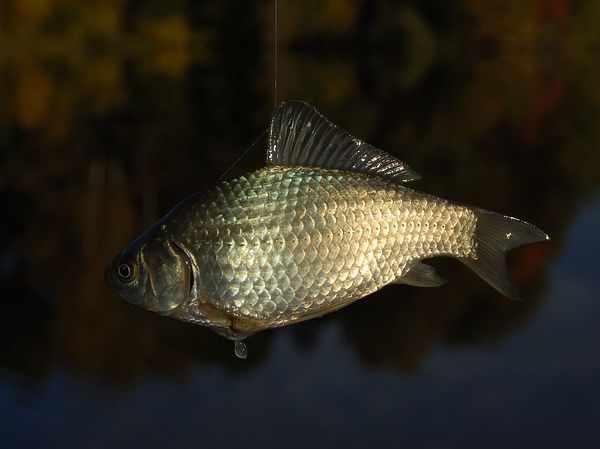 Изображение Карась на хлеб