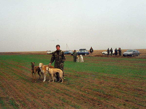 Изображение В Арзгирских полях: В.Бодунков со сворой Фиджус, Дуэль и Линда.