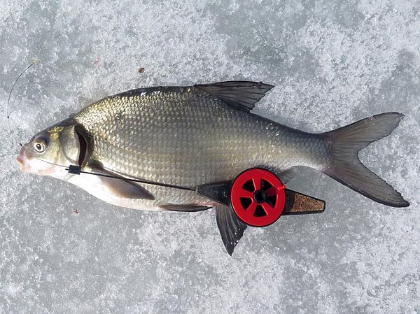 Изображение Подлещик