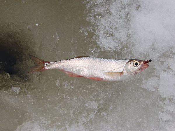 Изображение Уклейка