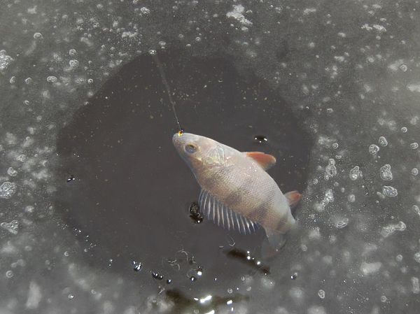 Изображение Окунь