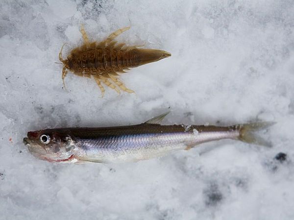 Изображение Корюшка