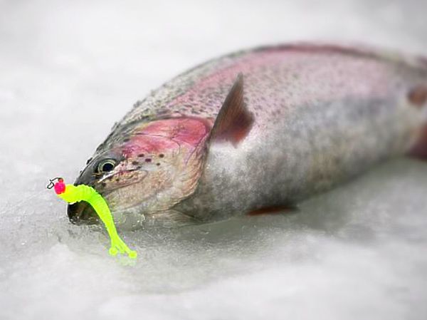 Изображение Форель