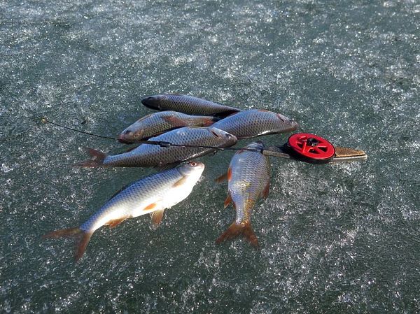 Изображение Плотва ахтубинская