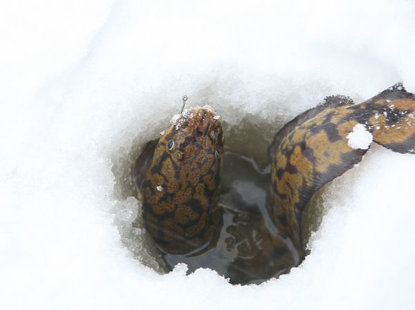 Изображение Налим