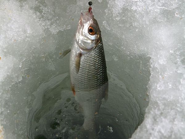 Изображение Плотва