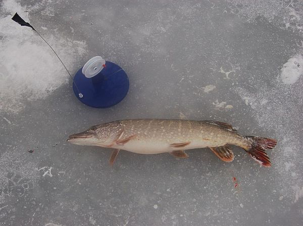 Изображение Щука озерная