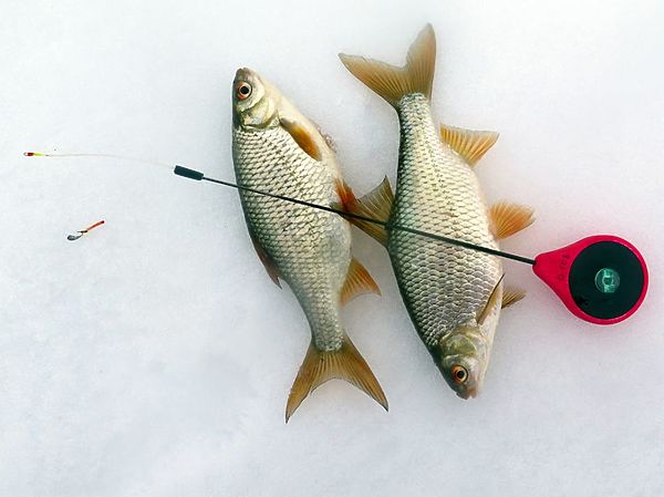 Изображение Плотва волжская