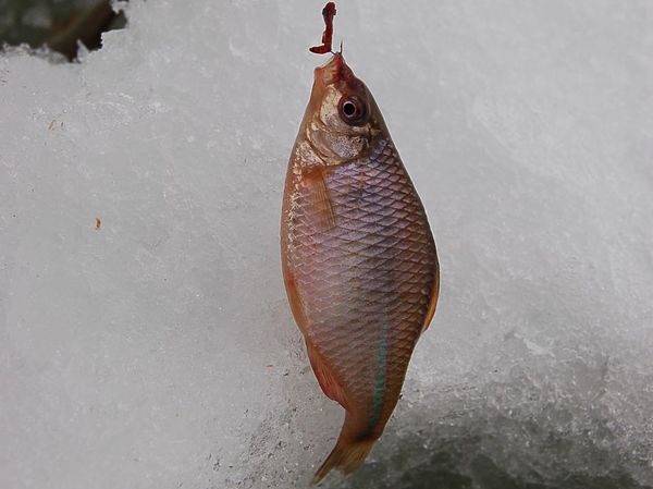 Изображение Горчак