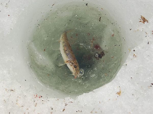 Изображение Пескарь