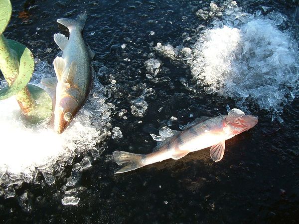 Изображение Судачок и бершик