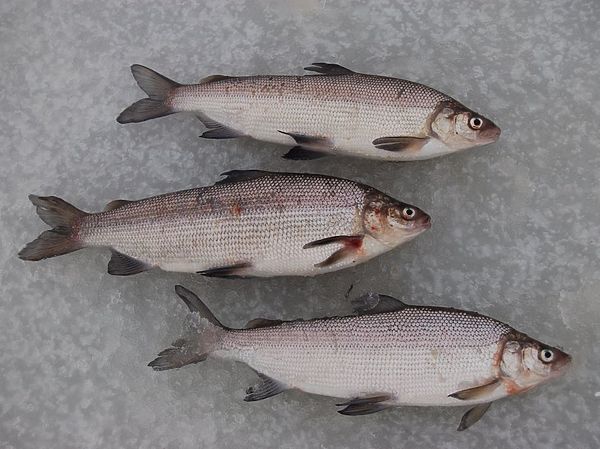 Изображение Помесь пеляди с чиром