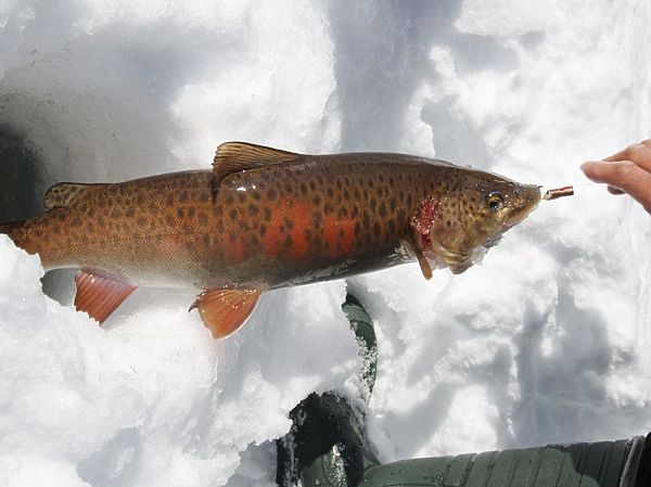 Изображение Ленок