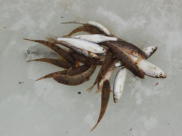 Изображение Пескари и уклейки