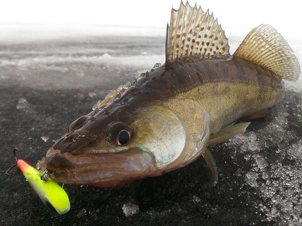 Изображение Судак