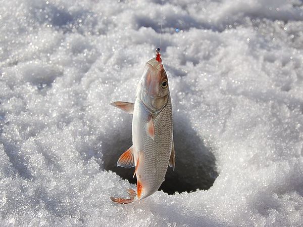 Изображение Голавлик