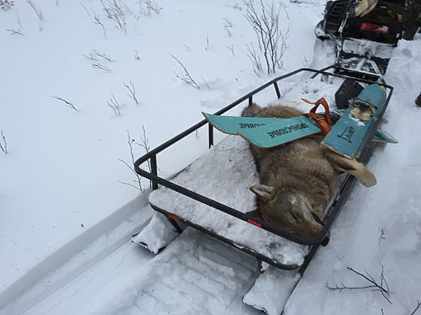 Изображение фото: Туркина Дмитрия