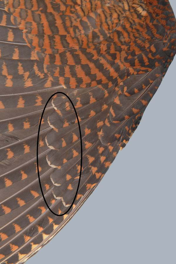 Изображение Взрослый вальдшнеп