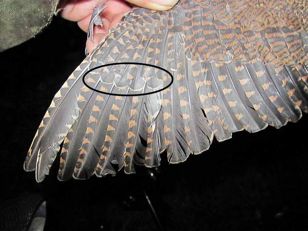 Изображение Взрослый вальдшнеп