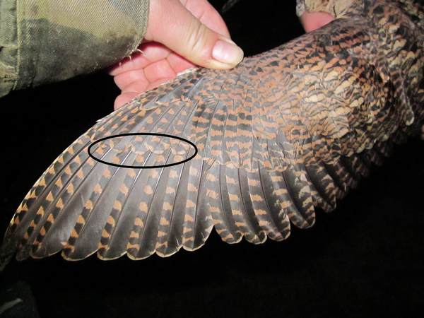 Изображение Молодой вальдшнеп