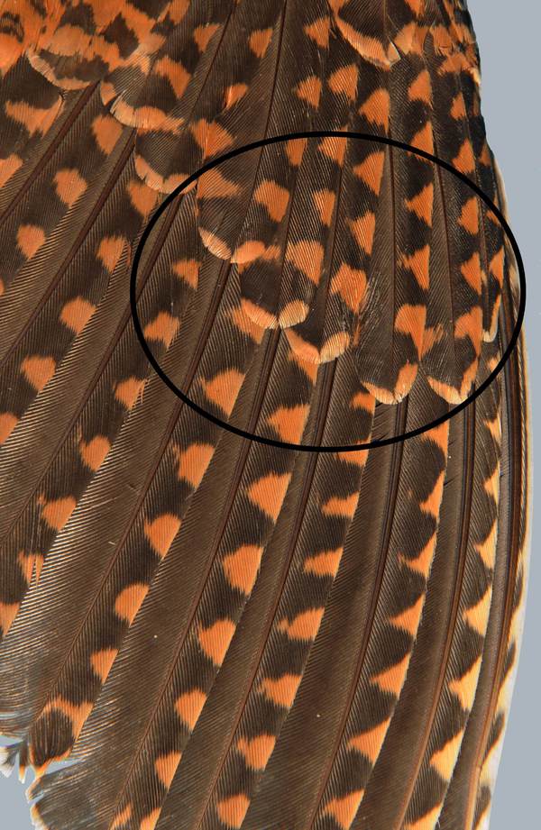 Изображение Молодой вальдшнеп