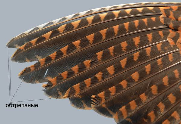 Изображение Молодой вальдшнеп