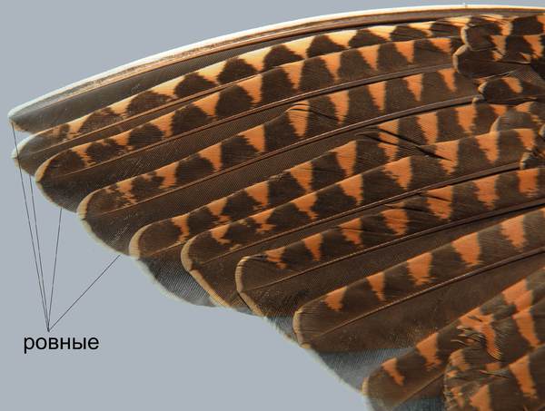 Изображение Взрослый вальдшнеп