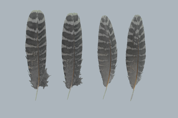 Изображение Нижние кроющие взрослого (первые два слева) и молодого вальдшнепа