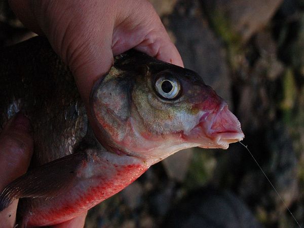 Изображение Большому рту маленький крючок. Фото: Андрей Яншевский.