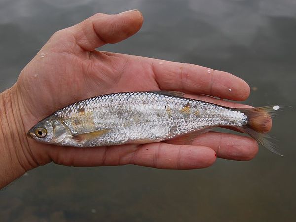 Изображение Прудовая уклейка. Фото: Андрей Яншевский.