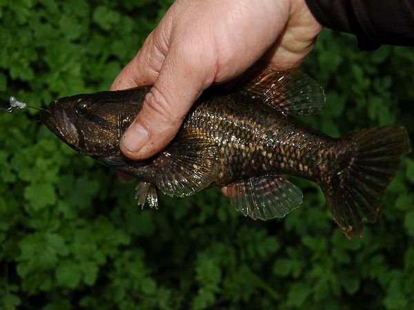 Изображение Местный ротан. Фото: Елена Егорова.