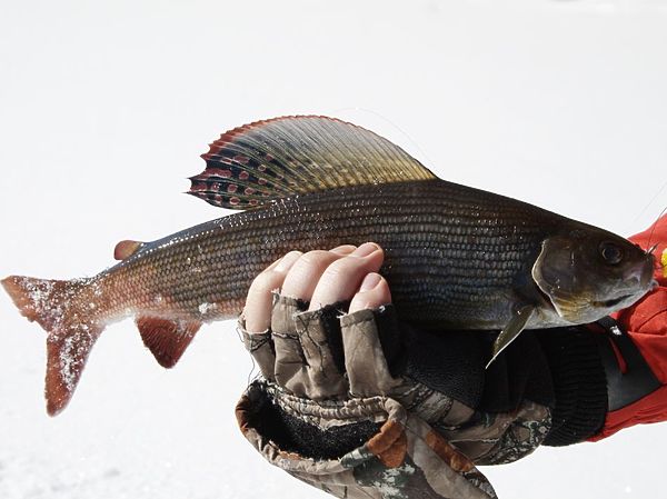 Изображение Настоящий сибирский хариус. Фото: Евгений Кузнецов.