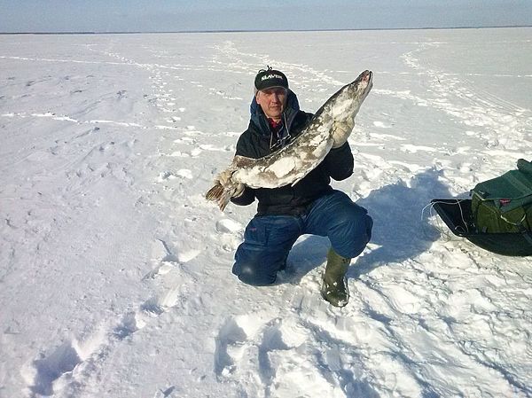 Изображение Рыбинская щука. Фото: Дмитрий Щербаков.