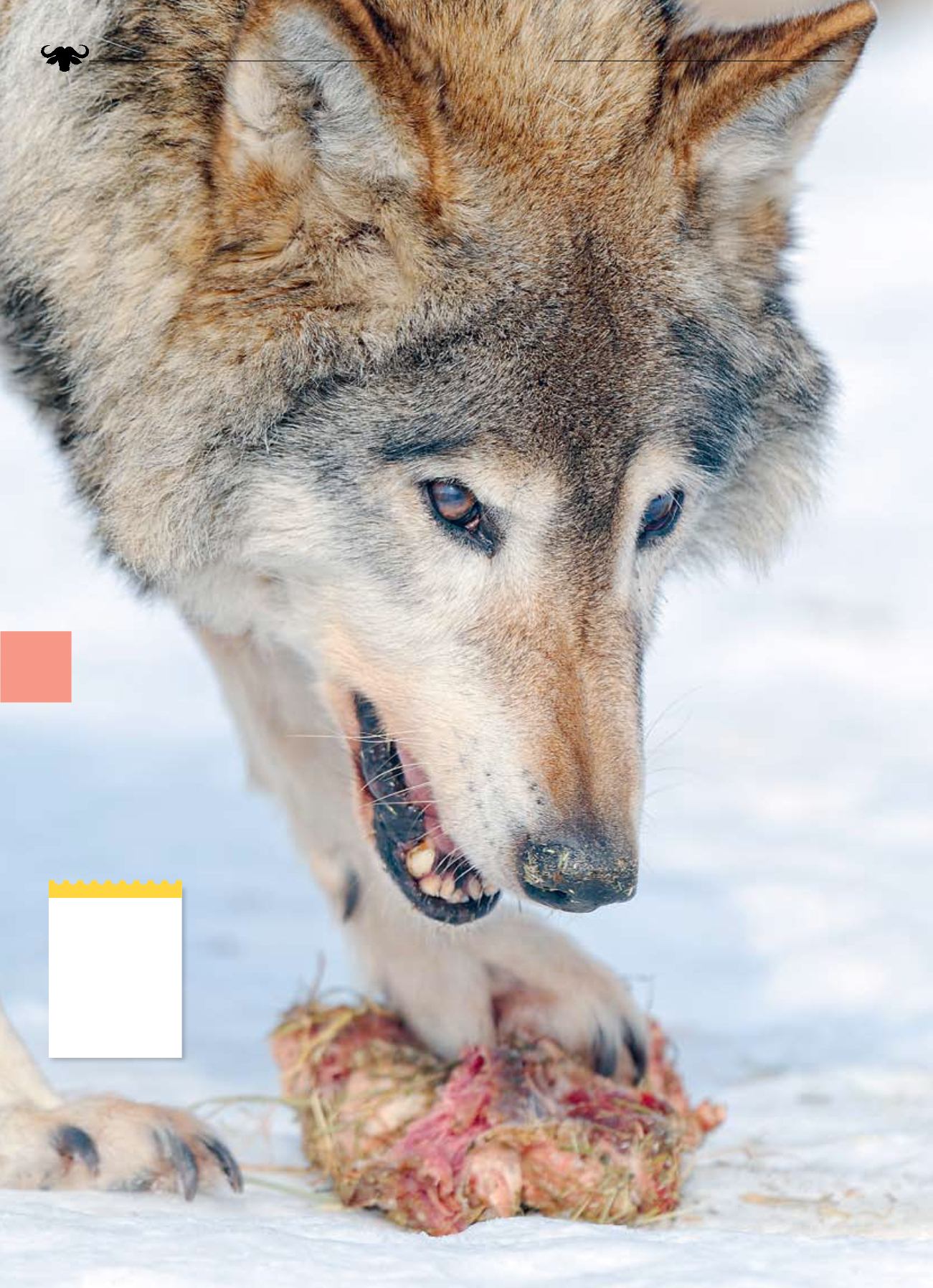 Волк и коза брюхо. Игра волк коза и капуста. Бывает и коза волка съедает. Сказки "волк и семеро козлят". Загадка про волка козу и капусту.