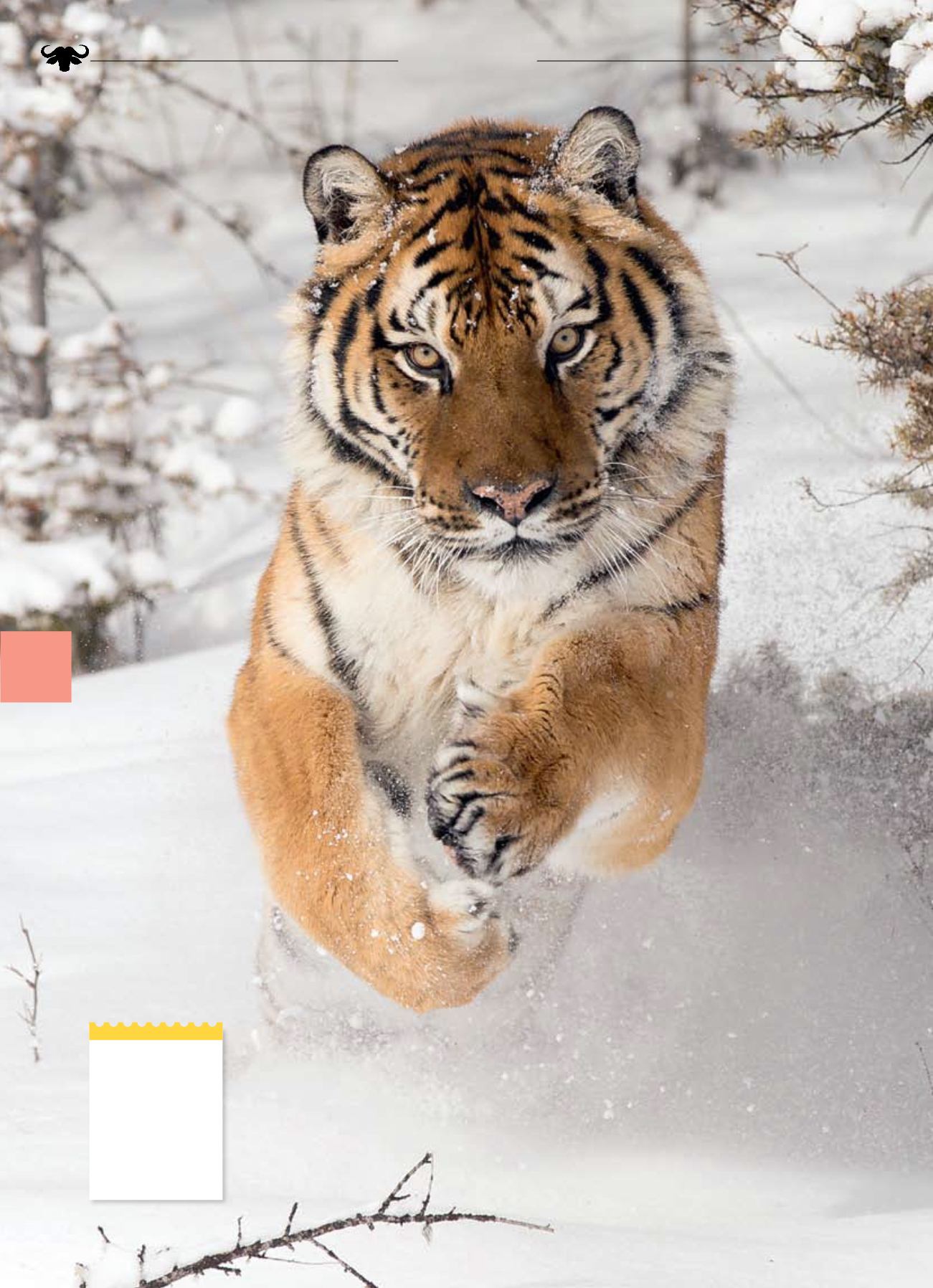 Tigers are the largest