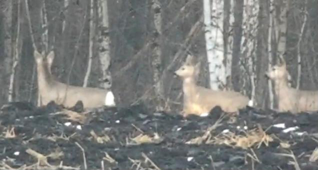 Косуля время гона. Период гона у сибирской косули. Гон косули в средней полосе.